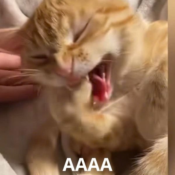meme mèo aaa