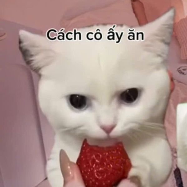 meme mèo ăn dâu