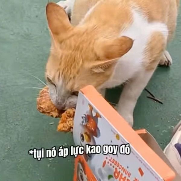meme mèo ăn vụng