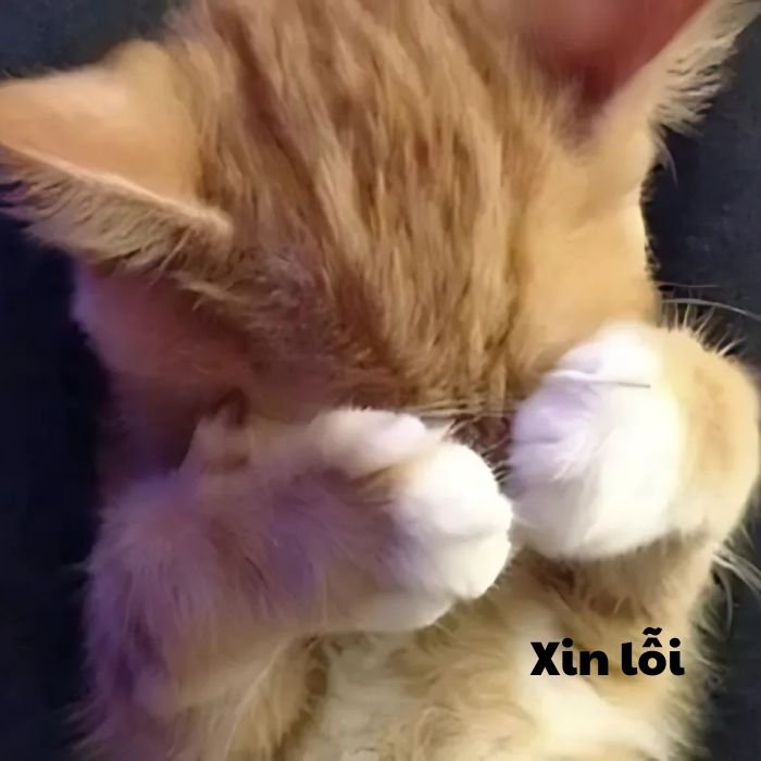 meme mèo bựa buồn