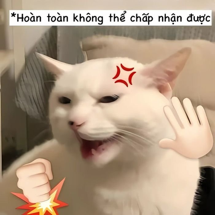 meme mèo bựa cáu