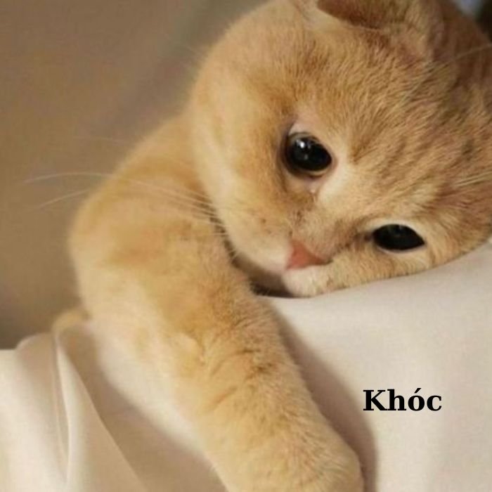 meme mèo bựa cực buồn