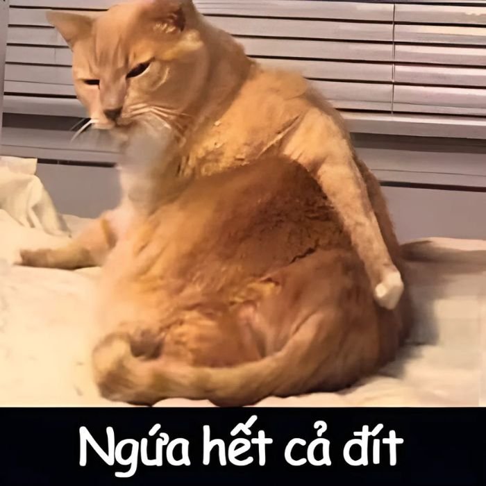 meme mèo bựa cực chất