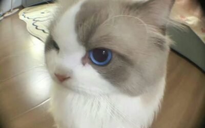 meme mèo bựa đáng ghét