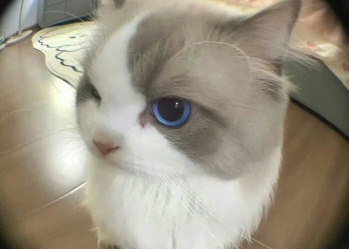 meme mèo bựa đáng ghét