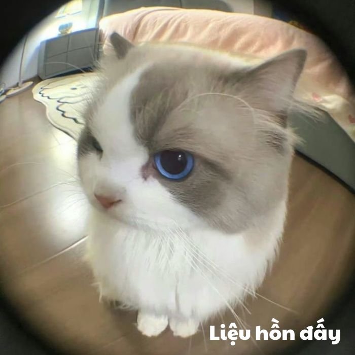 meme mèo bựa đáng ghét