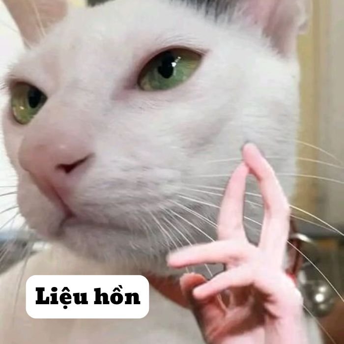 meme mèo bựa đẹp