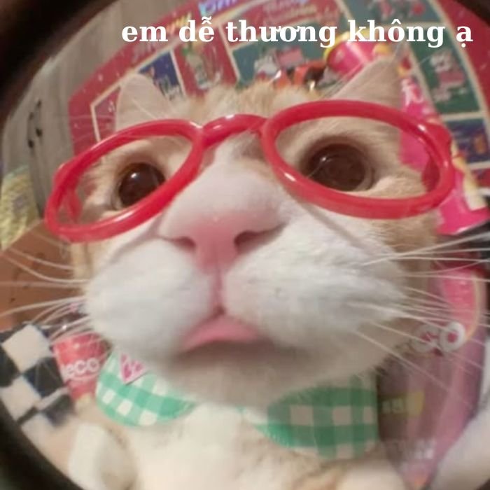 meme mèo bựa hình ảnh