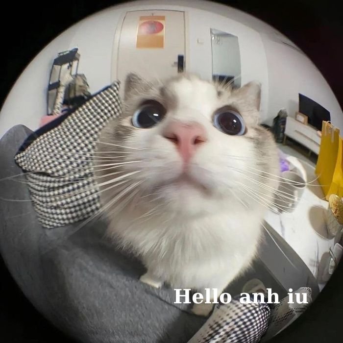 meme mèo bựa siêu xinh