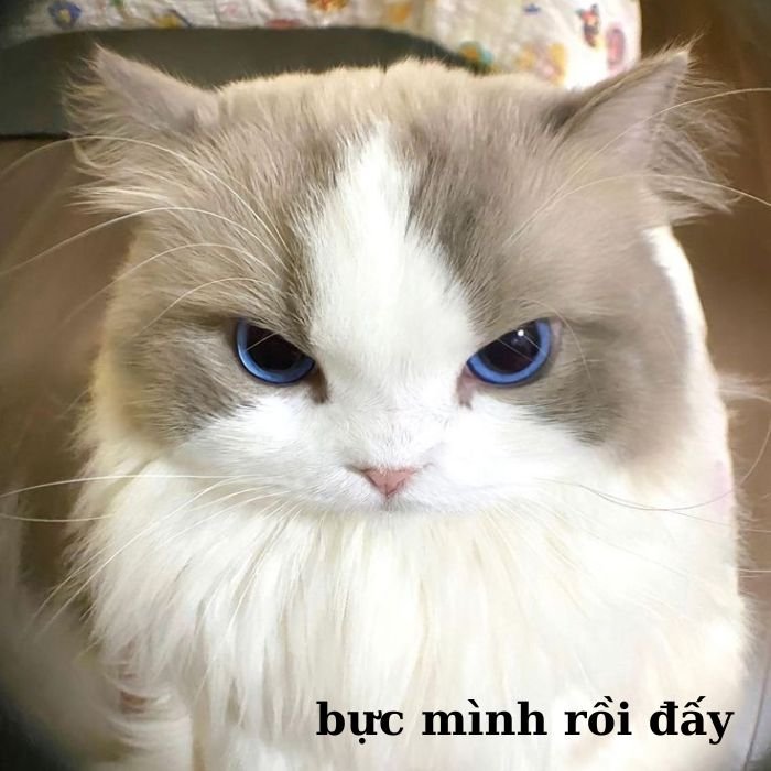 meme mèo bựa xinh đẹp