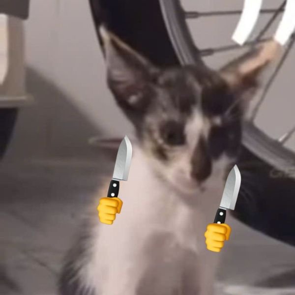 meme mèo cầm 2 dao