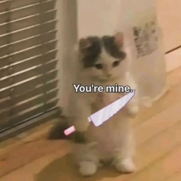 meme mèo cầm dao cảnh cáo
