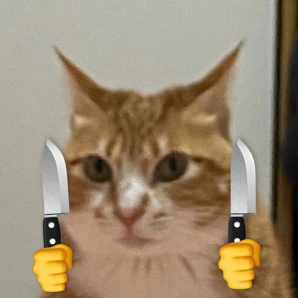 meme mèo cầm dao cute