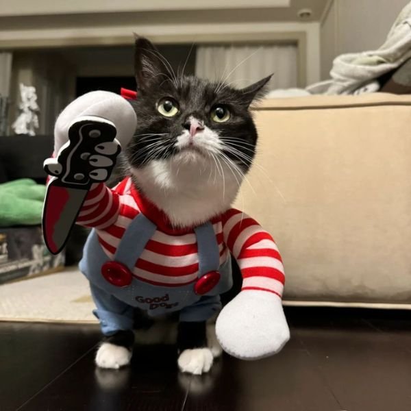 meme mèo cầm dao đáng yêu nhất