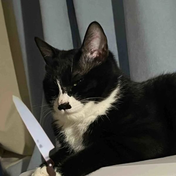 meme mèo cầm dao đáng yêu