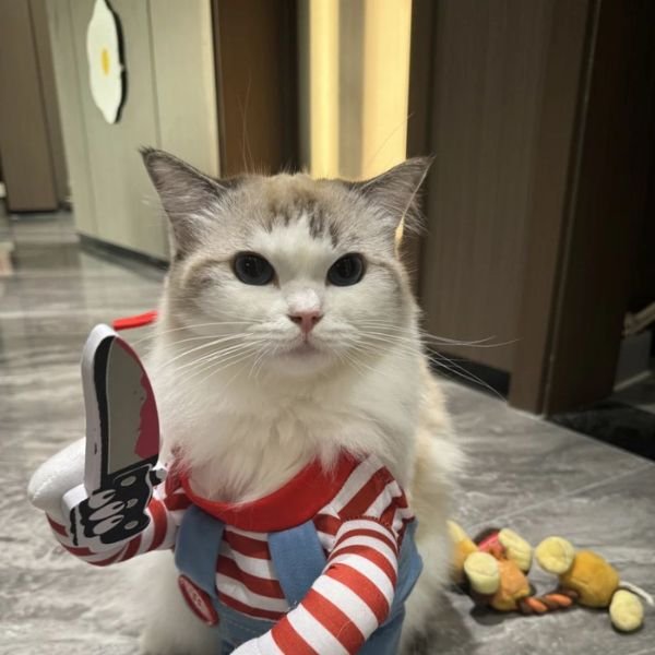 meme mèo cầm dao đánh nhau