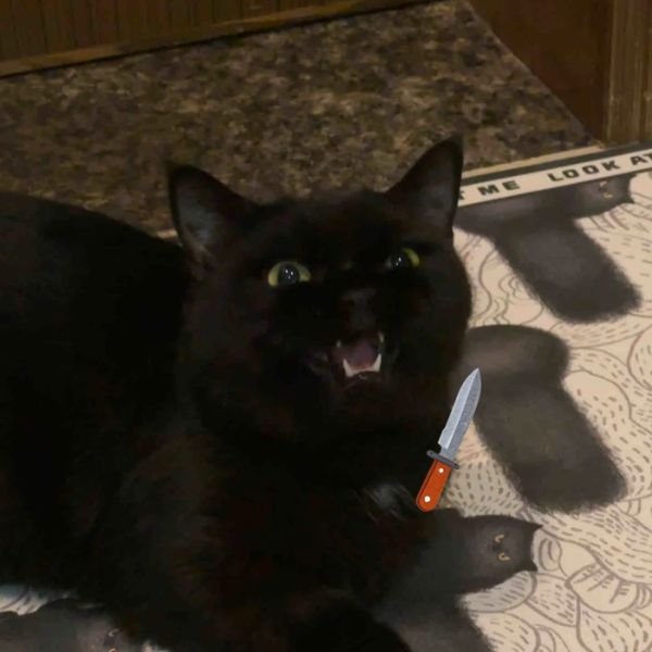 meme mèo cầm dao gào mồm