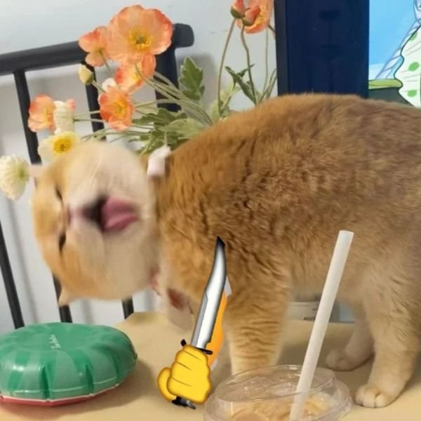 meme mèo cầm dao gào