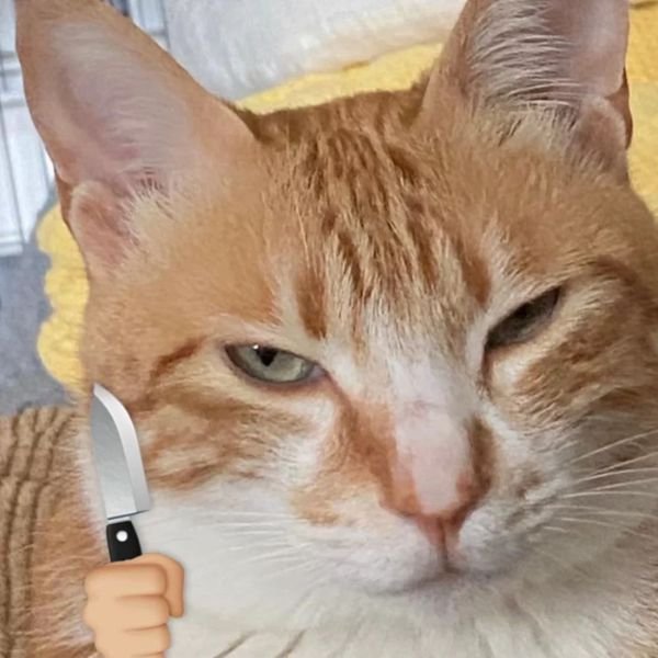 meme mèo cầm dao ghê gớm