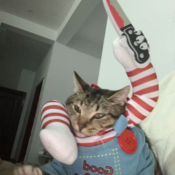 meme mèo cầm dao lạ