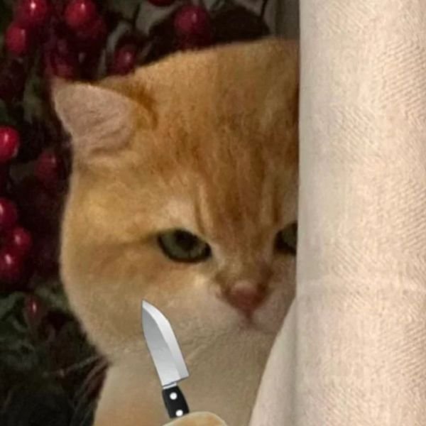 meme mèo cầm dao lấp ló