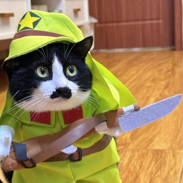 meme mèo cầm dao phát xít