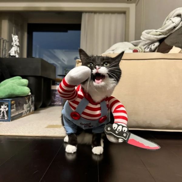 meme mèo cầm dao siêu cute