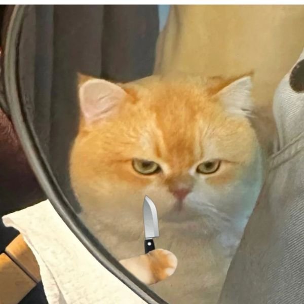 meme mèo cầm dao soi gương