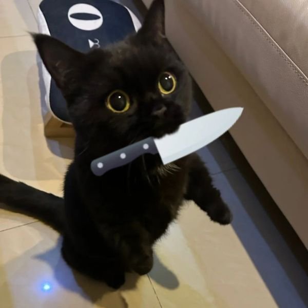 meme mèo cầm dao trợn mắt