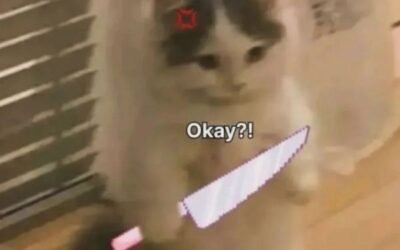 meme mèo cầm dao tức