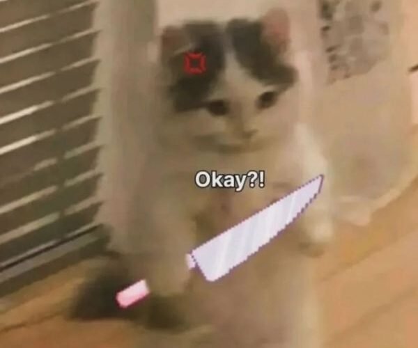 meme mèo cầm dao tức