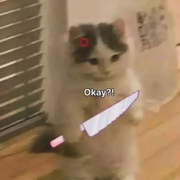 meme mèo cầm dao tức
