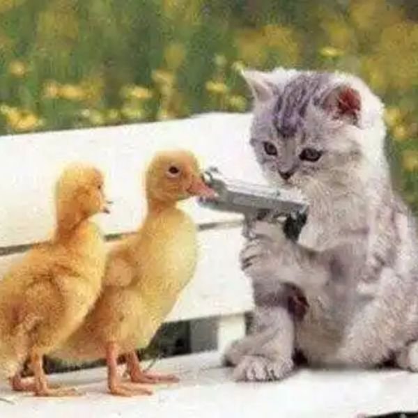 meme mèo cầm súng bắn vịt