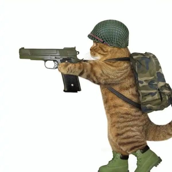 meme mèo cầm súng cool ngầu
