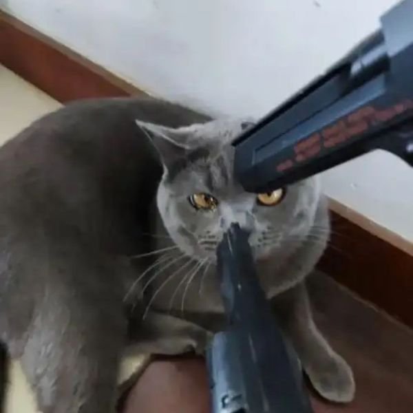 meme mèo cầm súng cứng đầu