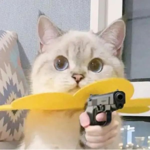 meme mèo cầm súng cute
