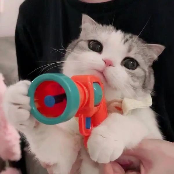 meme mèo cầm súng đồ chơi