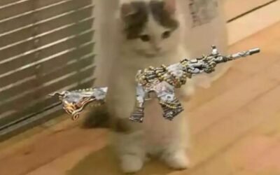 meme mèo cầm súng ngáo