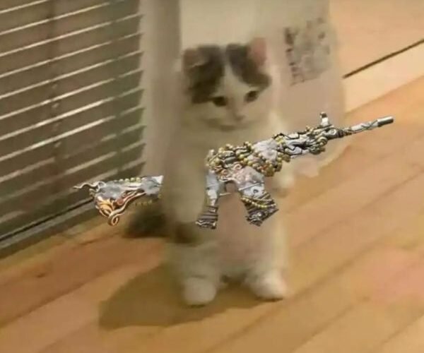 meme mèo cầm súng ngáo