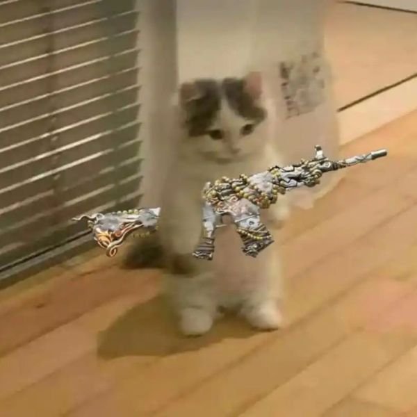 meme mèo cầm súng ngáo