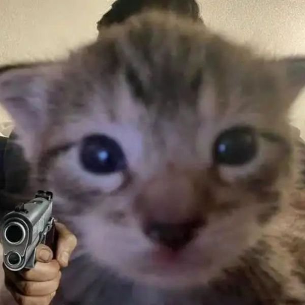 meme mèo cầm súng ngu ngơ