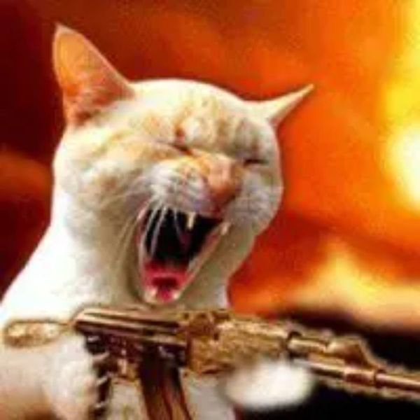 meme mèo cầm súng thét ra lửa