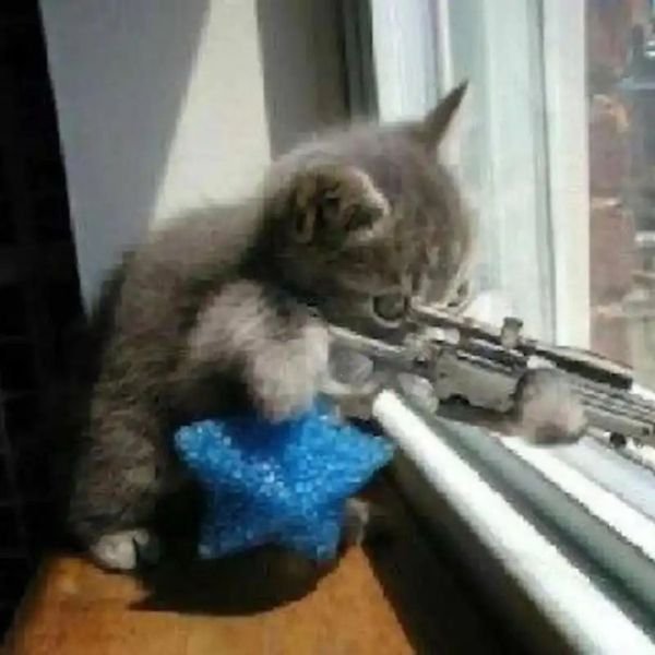 meme mèo cầm súng tỉa