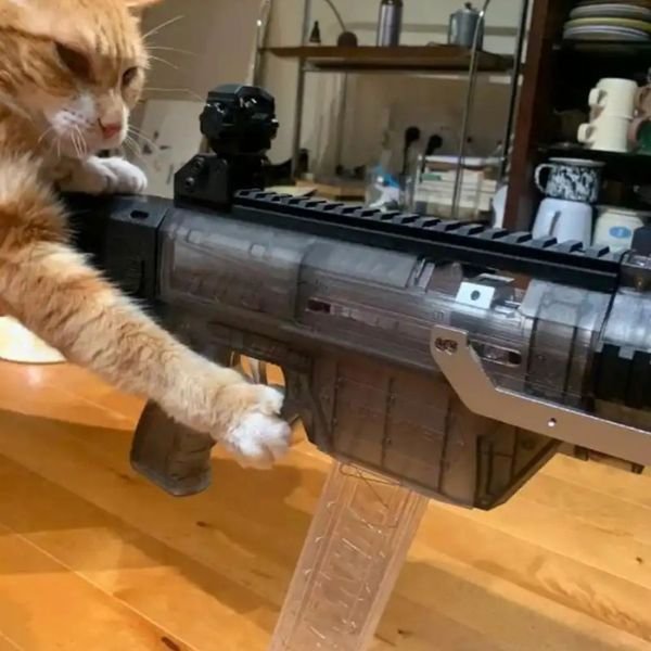 meme mèo cầm súngg