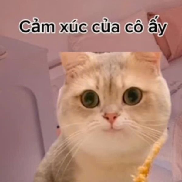 meme mèo cảm xúc của cô ấy