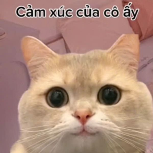 meme mèo cảm xúc