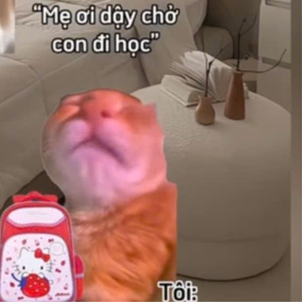 meme mèo chở con đi học
