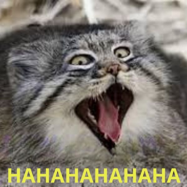 meme mèo cười đểu haha