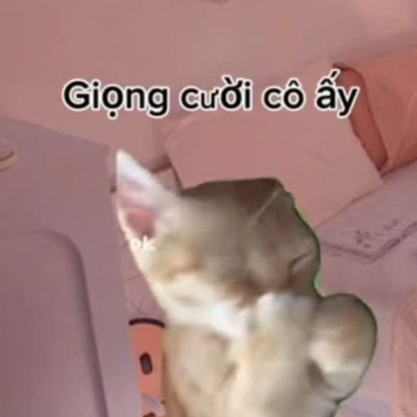 meme mèo cười