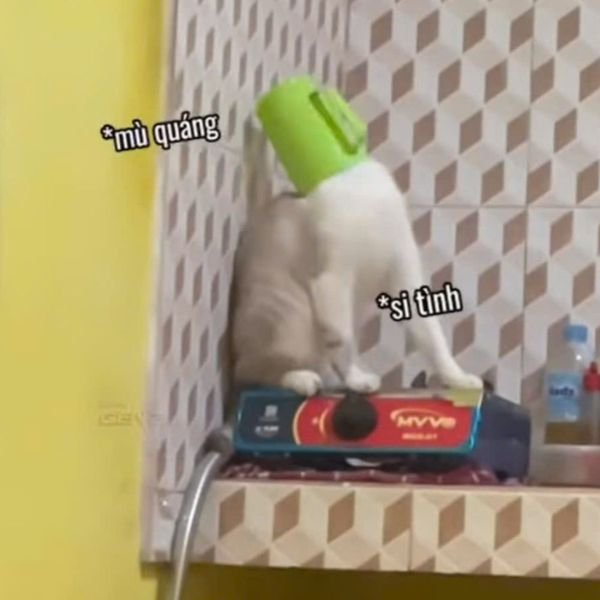 meme mèo đâm đầu